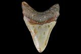 Fossil Megalodon Tooth - North Carolina #98989-2